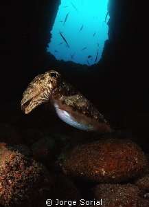 Cuttlefish posing in a tunnel, one of the two entrances i... by Jorge Sorial 